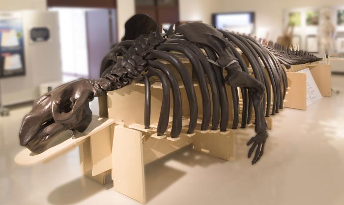 サッポロカイギュウ復元骨格標本