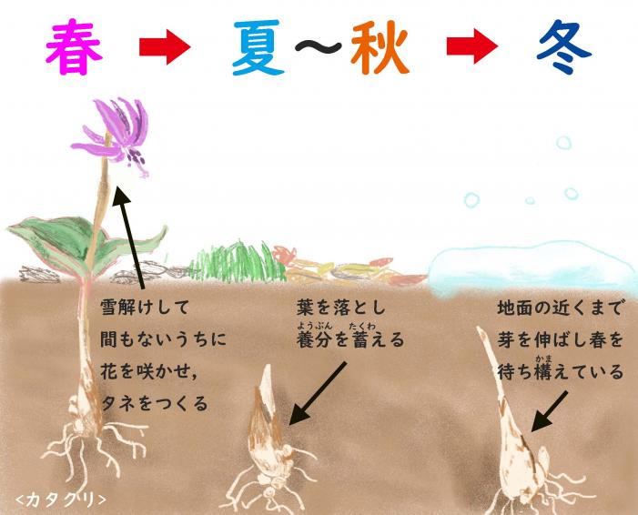 カタクリ成長図