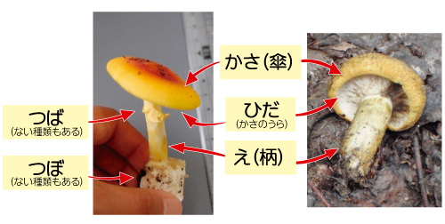 キノコのからだ