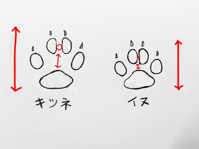 イヌとキツネ比較