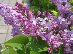 ライラックの花