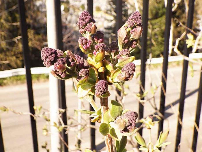 ライラックの花芽