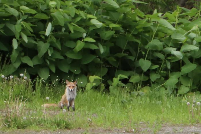 キツネの写真
