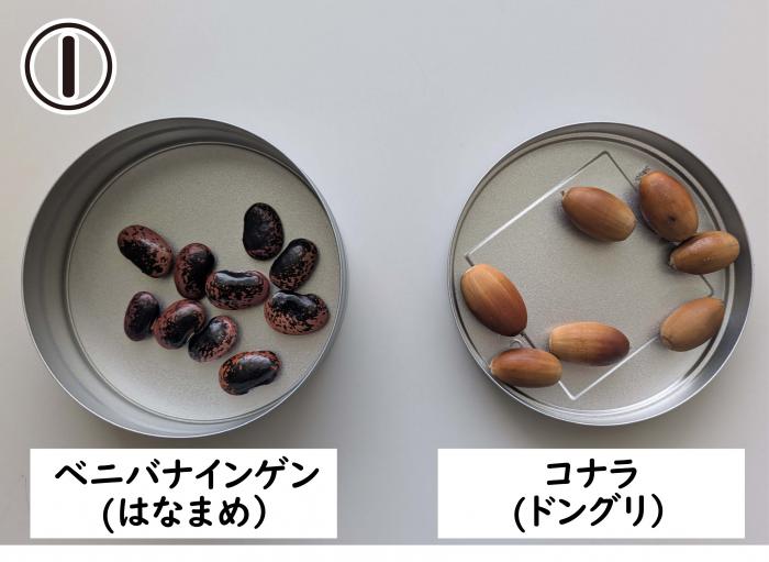 マラカスの材料の写真(左から、ベニバナインゲン、コナラ)