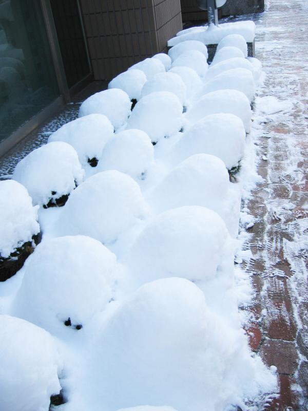 札幌の小さな雪モンスター