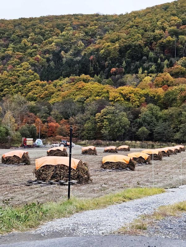 ニオ積み(ハナマメを干している様子)