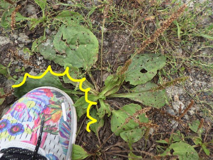 秋の野の草で遊ぼう オオバコ編 札幌市