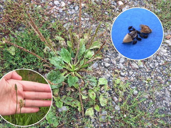 秋の野の草で遊ぼう オオバコ編 札幌市