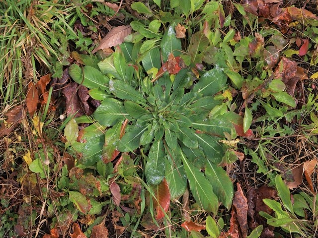 植物写真オオマツヨイグサ