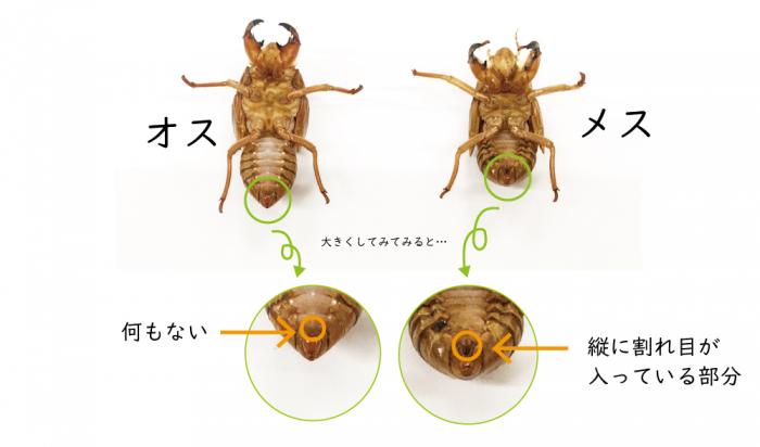 セミのぬけがらのオスとメス