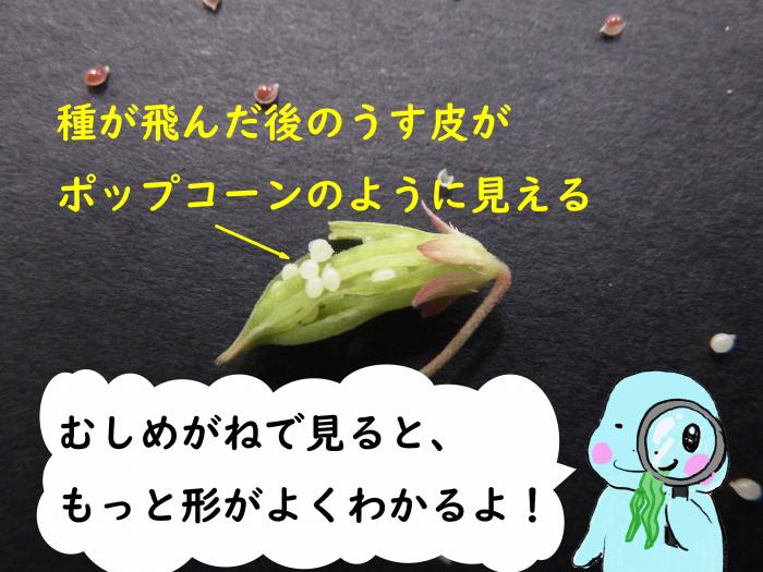 うす皮ポップコーン