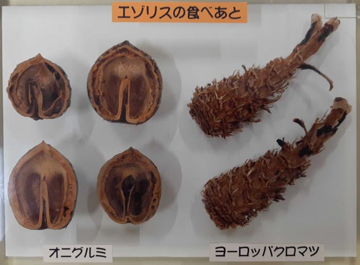 エゾリスの食痕