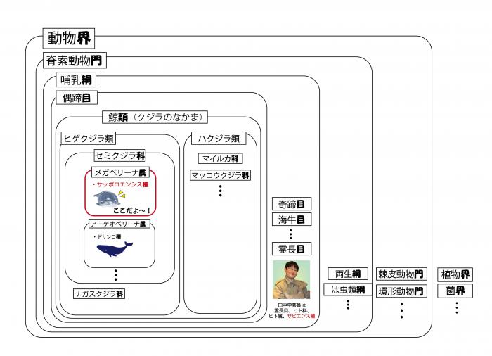 サッポロクジラの分類