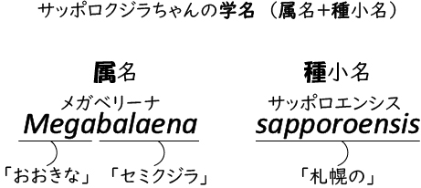 サッポロクジラの学名と意味の解説
