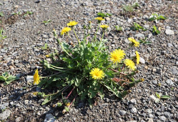 セイヨウタンポポ夏の姿