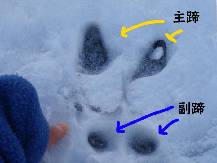 シカの足跡2