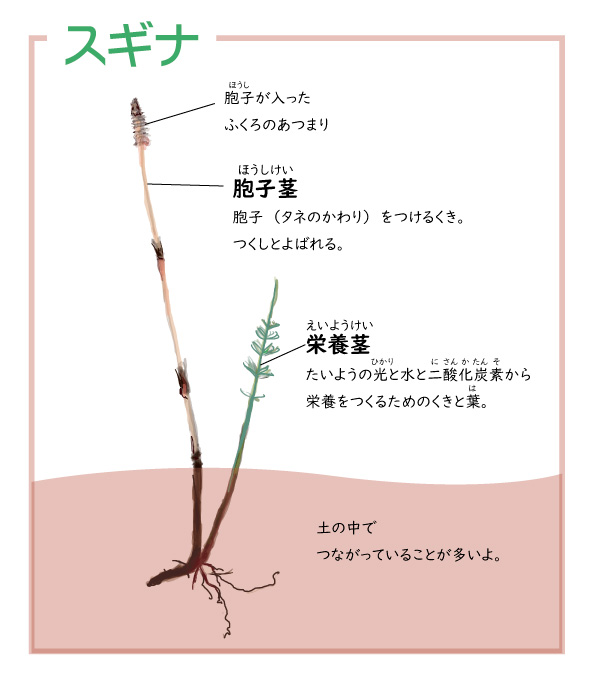 胞子茎と栄養茎の図