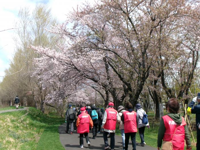 桜の下をウォーキング