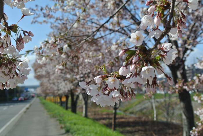 八軒中央地区桜並木