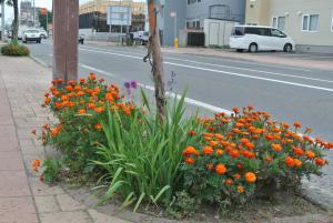 八軒アカシヤクラブが花を植えた琴似栄町通の植樹ます