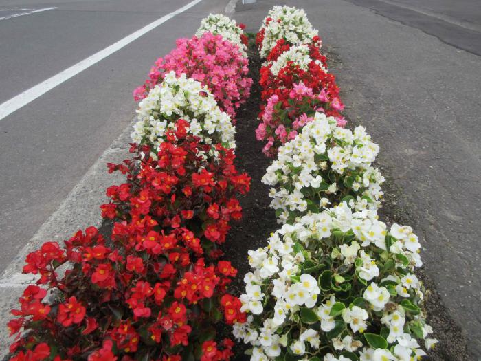 ます花壇の様子