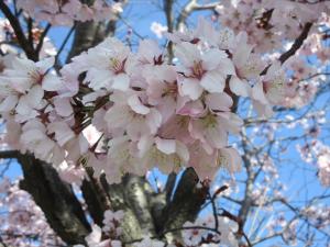 桜