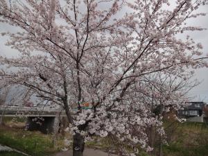 桜並木の桜