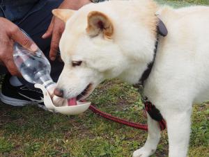 水を飲む犬