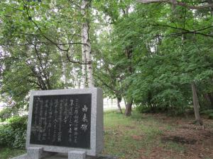 白樺