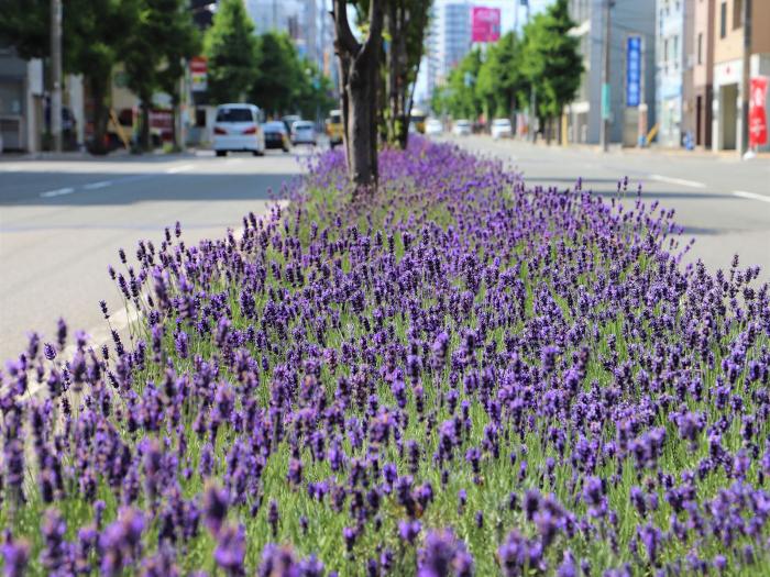 まちセンホームメイン春二十四軒