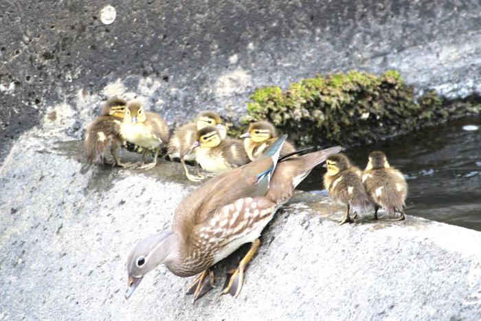 一般の部西区長賞