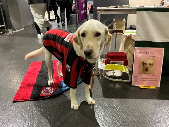犬がコンサドーレ札幌のユニホームを着ている写真