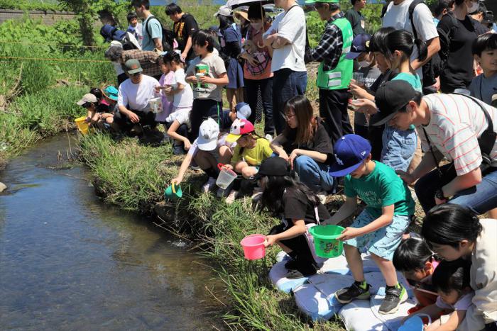 やまめの稚魚放流の様子