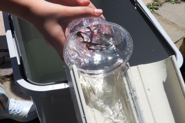 やまめの稚魚の様子