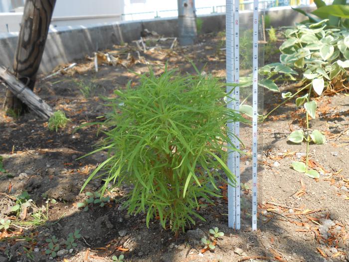 昭和会館のコキアの苗2（7月7日時点）
