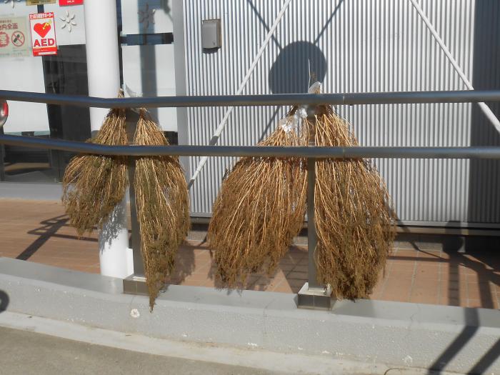 天日干し