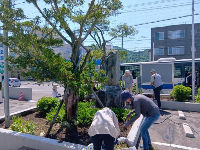 コキア苗の植え付け