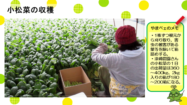 動画スライド：小松菜の収穫