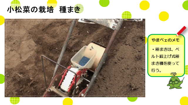 動画スライド：小松菜の栽培「種まき」1
