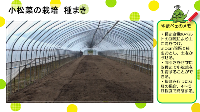 動画スライド：小松菜の栽培「種まき」2