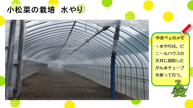 動画スライド：小松菜の栽培「水やり」