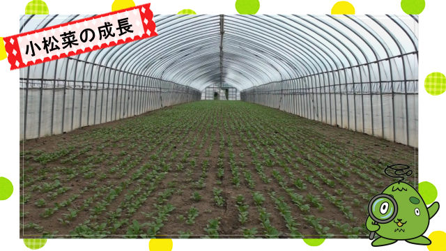 動画スライド：小松菜の成長2