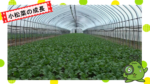 動画スライド：小松菜の成長3