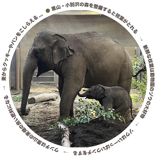 ゾウを中心とした循環