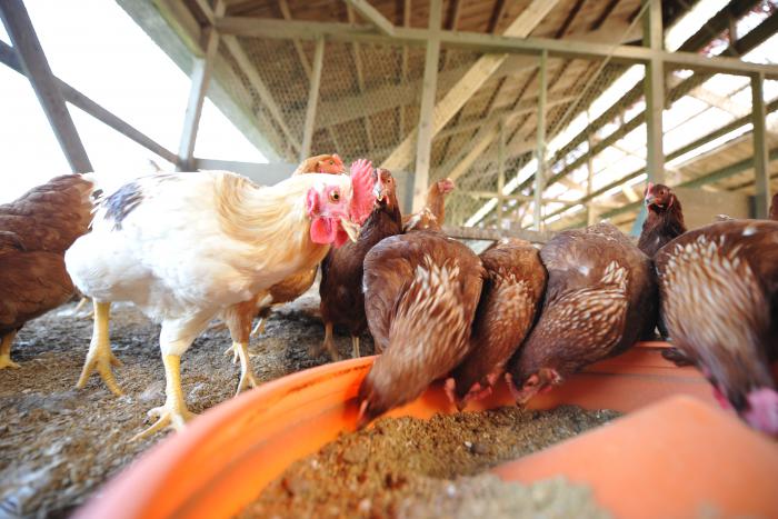 写真：飼育しているにわとり