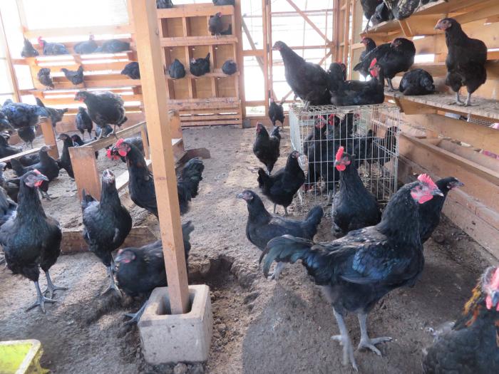 写真：「アグリスケープ」で飼育している鶏