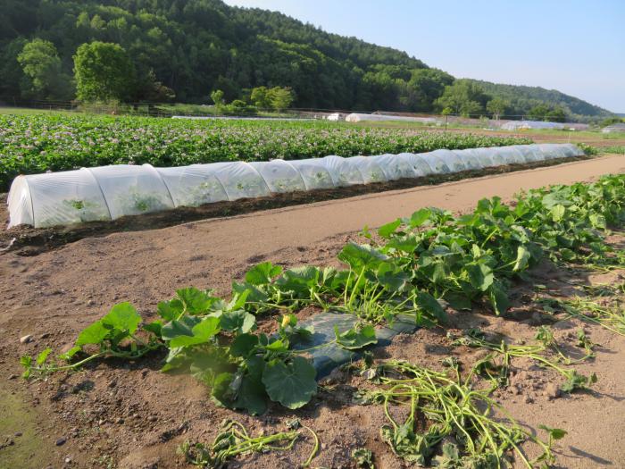 写真：農場の様子