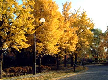 公園 緑地に咲く花 花暦 イチョウ 黄葉 札幌市