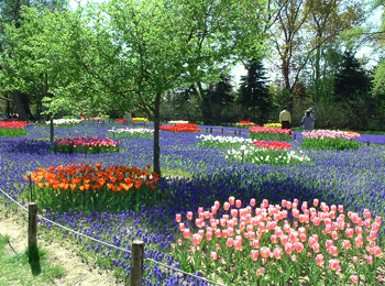 公園 緑地に咲く花 花暦 チューリップ 札幌市