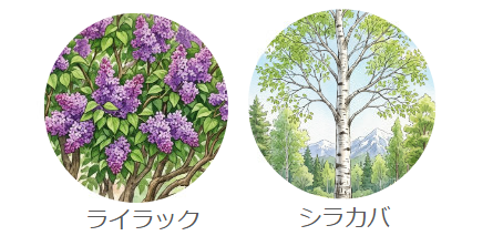 ライラックとシラカバ